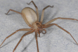 brown-recluse