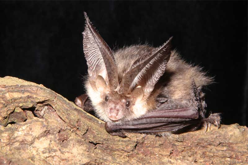 Top Beautiful Bat Species Depth World