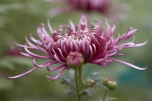 chrysanthemum