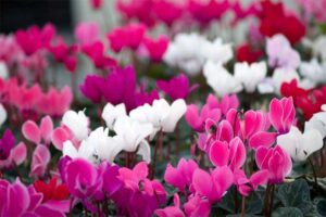 cyclamen