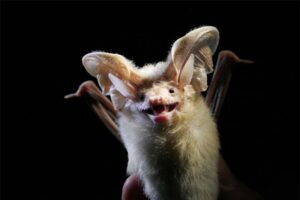 desert-long-eared-bat