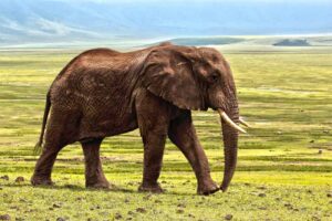 elephant-largest-land-mammal