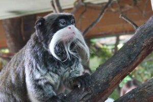 emperor-tamarin