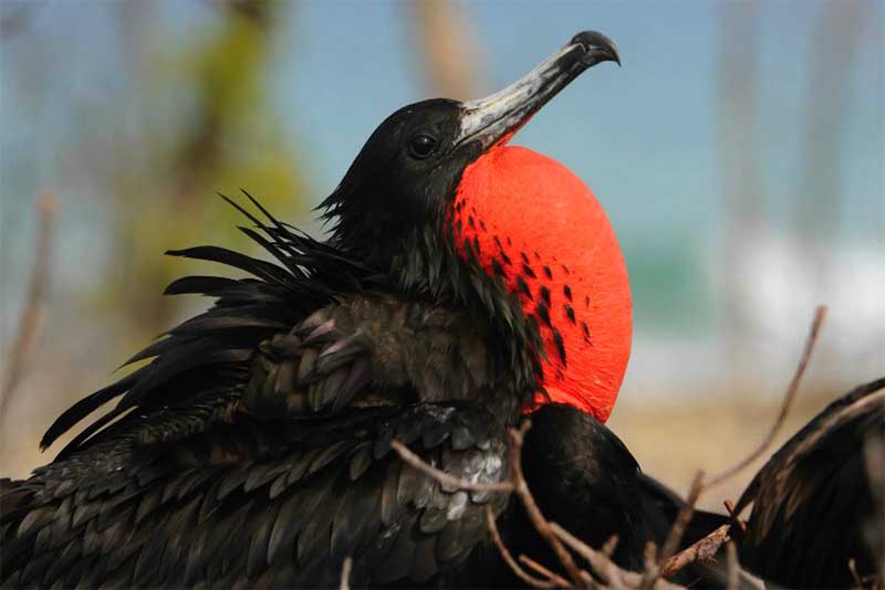 frigatebird