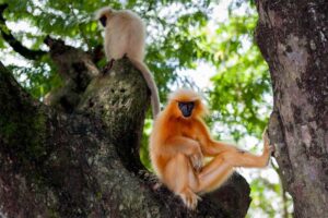 gees-golden-langur