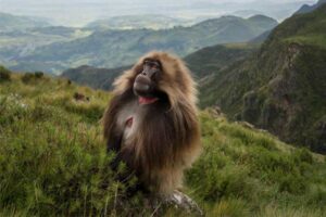 gelada