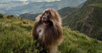 gelada