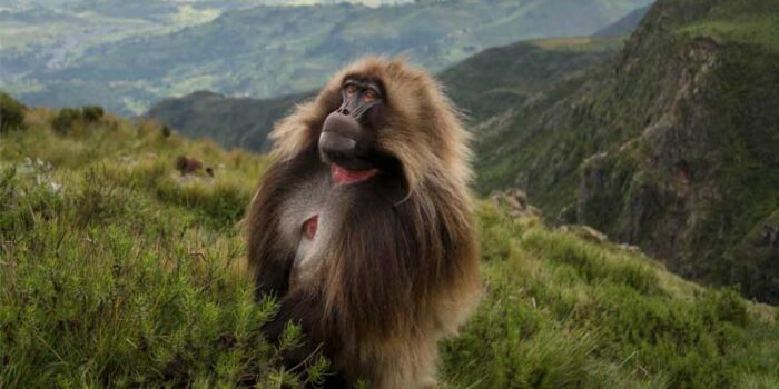 gelada