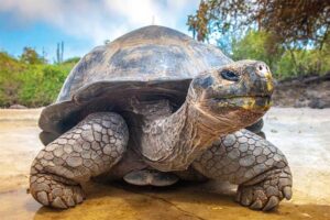 giant-tortoises-longest-lived-animal