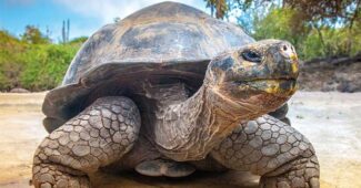giant-tortoises-longest-lived-animal