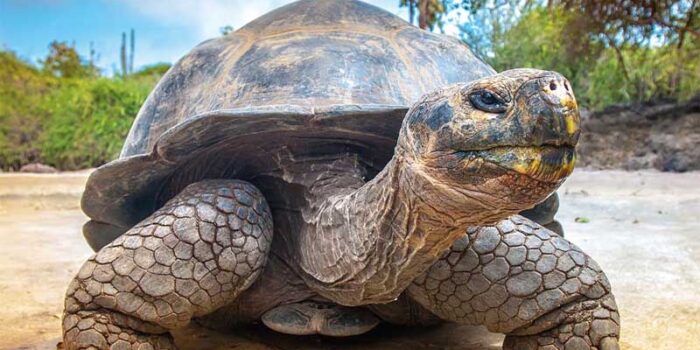 giant-tortoises-longest-lived-animal