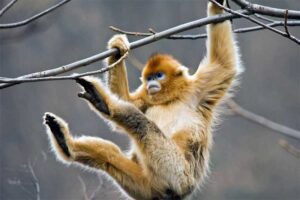 golden-snub-nose-monkey