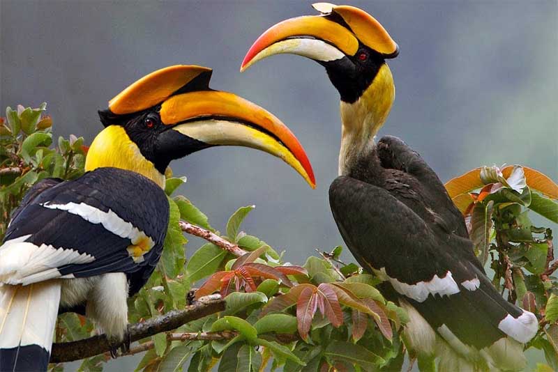 great-hornbill