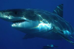 great-white-shark