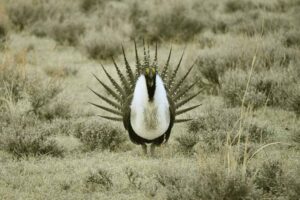 greater-sage-grouse
