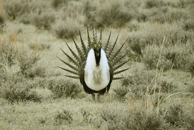 greater-sage-grouse
