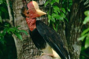 helmeted-hornbill