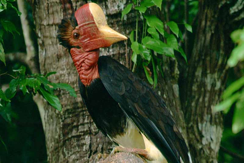 helmeted-hornbill