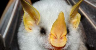 honduran-white-bat