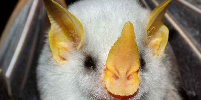 honduran-white-bat