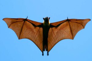 indian-flying-fox