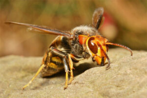 japanese-giant-hornet