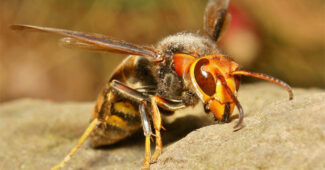 japanese-giant-hornet