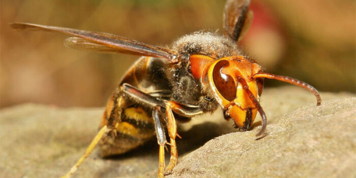 japanese-giant-hornet