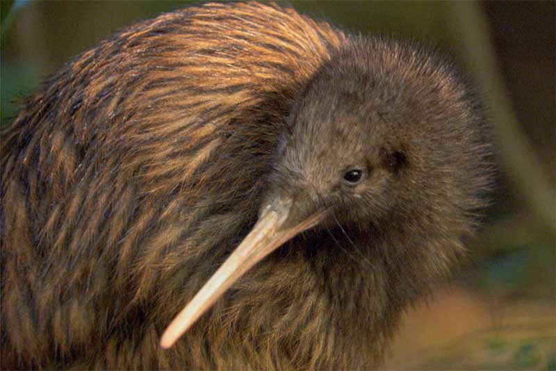 Kiwi