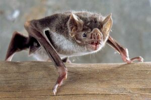 lesser-long-nosed-bat