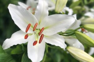 lilies