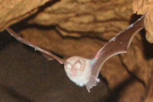 mediterranean-horseshoe-bat