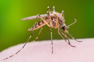 mosquitoes-can-be-dangerous-for-humans