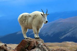 mountain-goat