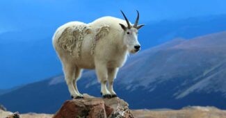 mountain-goat