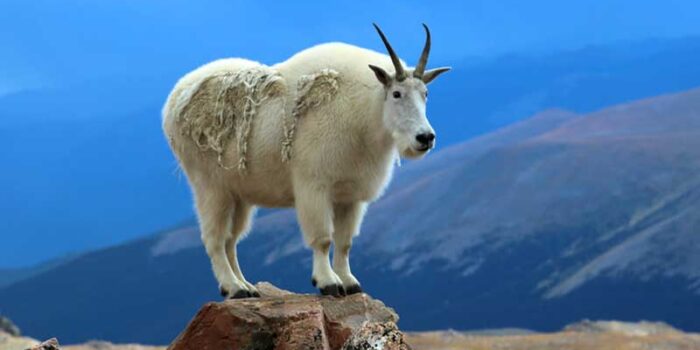 mountain-goat