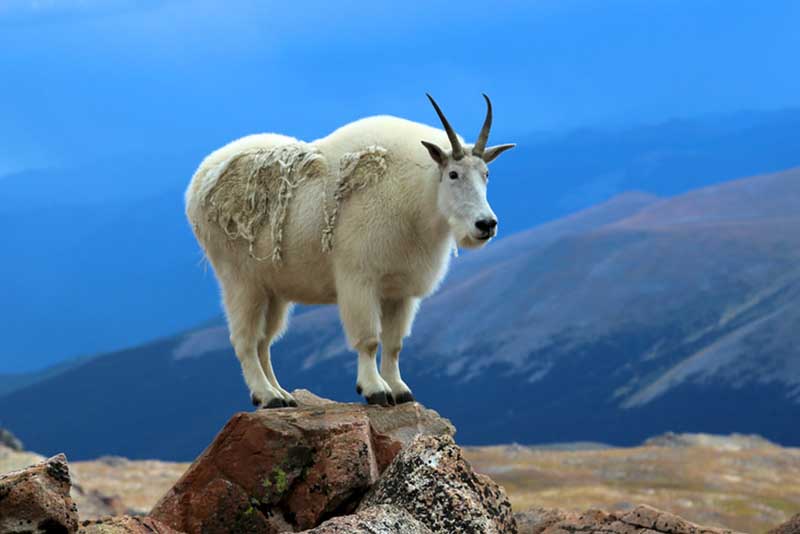 Top 10 Most Amazing Animals in the world - Depth World Top 10 Most Amazing Animals in the world - Depth World