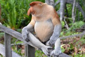 proboscis-monkey