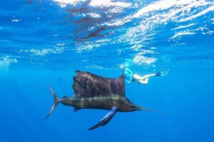 sailfish-fastest-fish