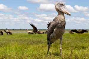 Shoebill