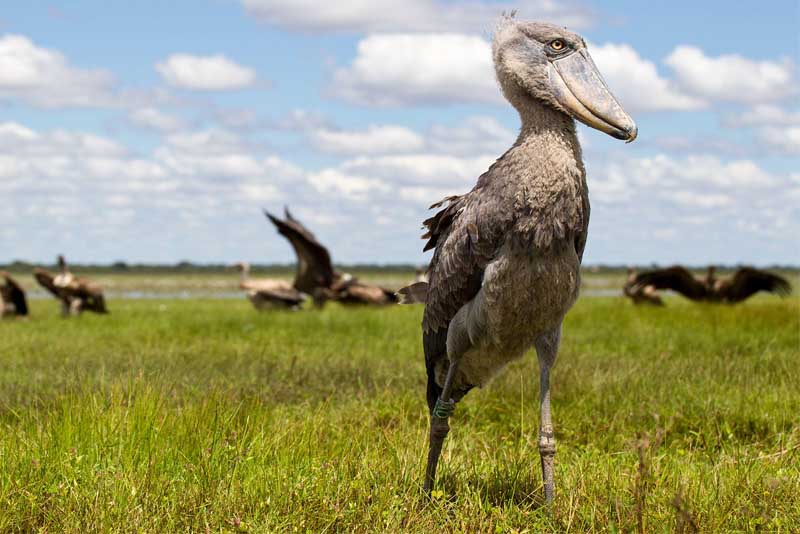 Shoebill - Weirdest looking birds