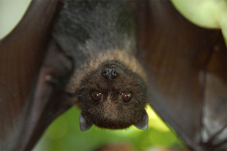 Top Beautiful Bat Species Depth World