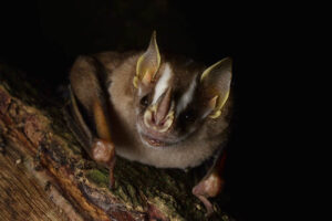 striped-yellow-eared-bat