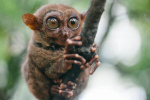 tarsier