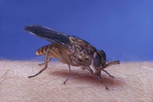 tsetse-flies