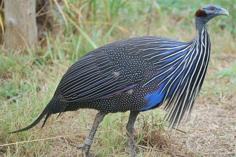 vulturine-guineafowl