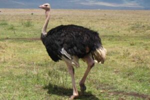 ostrich-biggest-and-fastest-land-bird