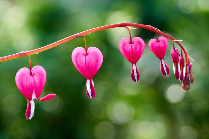10 most beautiful rarest flowers in the world Depth World