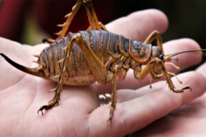 giant-weta