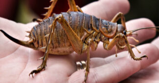 giant-weta